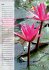 Fleurs tropicales / calendrier... - Bild 7