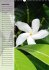 Fleurs tropicales / calendrier... - Bild 10