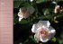 Zarte Schönheiten - Rosen... - Bild 4