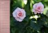 Zarte Schönheiten - Rosen... - Bild 9