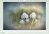 The joy of flowers (Wall Calendar... - Bild 2