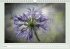 The joy of flowers (Wall Calendar... - Bild 11