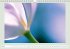 The joy of flowers (Wall Calendar... - Bild 6