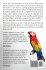 Scarlet Macaws, Information and Facts... - Bild 2