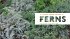 The Plant Lover's Guide to Ferns - Bild 2