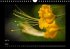 Fleurs et couleurs (Calendrier mural... - Bild 4