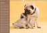 Ein Mops fürs Herz (Wandkalender... - Bild 2