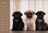 Ein Mops fürs Herz (Wandkalender... - Bild 12