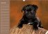 Ein Mops fürs Herz (Wandkalender... - Bild 13