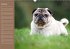 Ein Mops fürs Herz (Wandkalender... - Bild 3