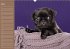 Ein Mops fürs Herz (Wandkalender... - Bild 4