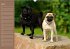 Ein Mops fürs Herz (Wandkalender... - Bild 5