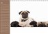 Ein Mops fürs Herz (Wandkalender... - Bild 6