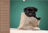 Ein Mops fürs Herz (Wandkalender... - Bild 7