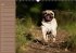 Ein Mops fürs Herz (Wandkalender... - Bild 8