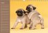 Ein Mops fürs Herz (Wandkalender... - Bild 9
