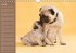 Ein Mops fürs Herz (Wandkalender... - Bild 2