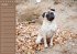 Ein Mops fürs Herz (Wandkalender... - Bild 11