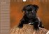 Ein Mops fürs Herz (Wandkalender... - Bild 13