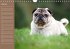 Ein Mops fürs Herz (Wandkalender... - Bild 3
