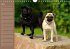 Ein Mops fürs Herz (Wandkalender... - Bild 5