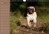 Ein Mops fürs Herz (Wandkalender... - Bild 8
