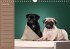 Ein Mops fürs Herz (Wandkalender... - Bild 10
