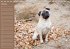 Ein Mops fürs Herz (Tischkalender... - Bild 11