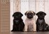 Ein Mops fürs Herz (Tischkalender... - Bild 12