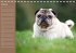 Ein Mops fürs Herz (Tischkalender... - Bild 3