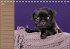Ein Mops fürs Herz (Tischkalender... - Bild 4