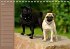 Ein Mops fürs Herz (Tischkalender... - Bild 5