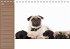 Ein Mops fürs Herz (Tischkalender... - Bild 6