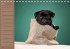Ein Mops fürs Herz (Tischkalender... - Bild 7