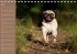 Ein Mops fürs Herz (Tischkalender... - Bild 8