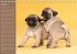 Ein Mops fürs Herz (Tischkalender... - Bild 9