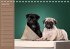 Ein Mops fürs Herz (Tischkalender... - Bild 10