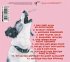 Die Biellmann-Pirouette - Bild 2