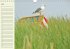 Amrum Geburtstagsmerker (Wandkalender... - Bild 8