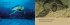 The Baby Turtle - Bild 3