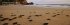 The Baby Turtle - Bild 4