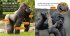 Gorillas - Bild 2