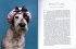 Nasse Hunde  - Bild 2