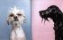 Nasse Hunde  - Bild 5