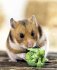 Hamster - Bild 10