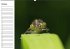 Libellen Geburtstagskalender... - Bild 11
