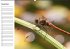 Libellen Geburtstagskalender... - Bild 12