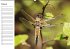 Libellen Geburtstagskalender... - Bild 3