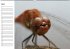 Libellen Geburtstagskalender... - Bild 5