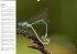 Libellen Geburtstagskalender... - Bild 7